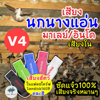 เสียงนกนางแอ่นมาเลย์อินโด (เสียงใน) V.4 เมม/แฟลชไดร์ฟเสียงนกนางแอ่น มีเก็บเงินปลายทาง ชัดแจ๋ว เข้าไว100% ไม่มีโฆษณาแทรก (MP3 เสียงต่อสัตว์)