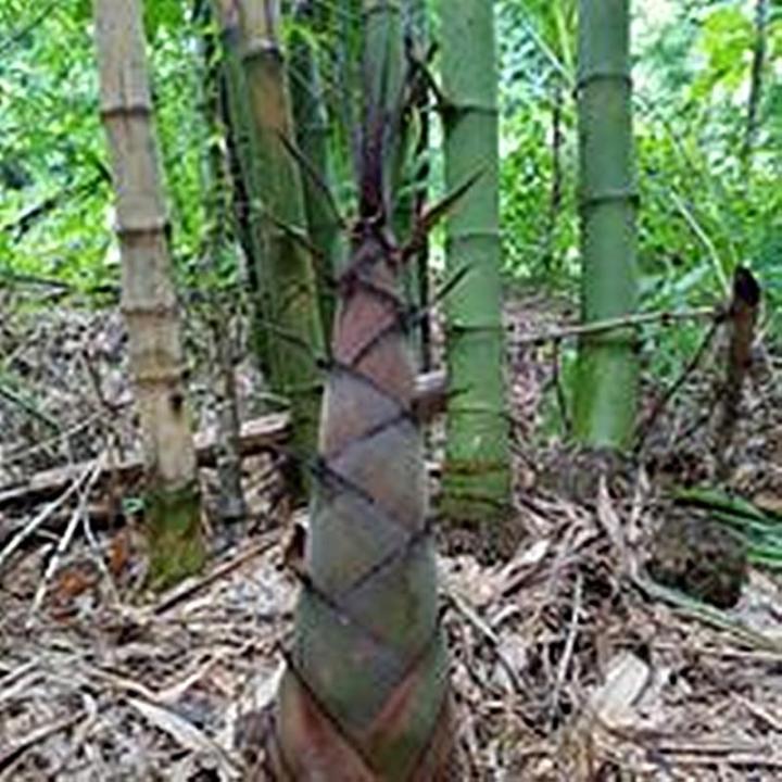 ขายส่ง-100-เมล็ด-เมล็ดไผ่ซางหม่น-dendrocalamus-sericeus-ไผ่นวลราชินี-ไผ่-ไม้ไผ่-bamboo-พืชตระกูลหญ้า-หญ้ายักษ์-พืชเศรษฐกิจ-สายพันธุ์ไผ่-เครื่องจักรสาน