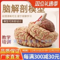 Brain anatomical model of human brain structure model brain cerebral artery distribution with digital identification