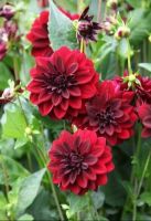 1 หัว/ออเดอร์ รักเร่ Dahlia Flower Bulb สายพันธุ์ Arabian Night หัวรักเร่ ดอกไม้ หัวหน่อ เหง้า นำเข้า เนเธอร์แลน หัวสดใหม่