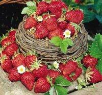 เมล็ดพันธุ์ Strawberry สายพันธุ์ Fort Laramie 50 เมล็ด เมล็ดพันธุ์นำเข้าจาก ยุโรป