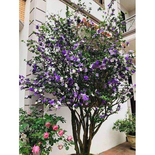 Nguyên Bầu Cây Giống Hoa Nhài Nhật Tím Nhật Bản Đổi Màu-Bầu Cây Size Lớn |  Lazada.Vn