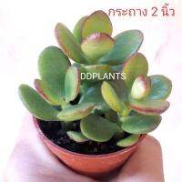 DDPLANTS คลาสซูล่า ใบเงิน ต้นไม้ดูดทรัพย์ ต้นไม้มงคล ต้นไม้ฟฟอกอากาศ