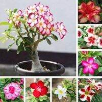 12 เมล็ด เมล็ดพันธุ์ ชวนชม สายพันธุ์ฮอลแลนด์ คละสี Adenium Seeds กุหลาบทะเลทราย Desert Rose ราชินีบอนไซ อัตราการงอกสูง 80-90% มีคู่มือปลูก