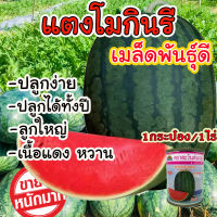 เมล็ดพันธุ์ แตงโมกินรี ขนาด 40 กรัม เนื้อแน่น แดงจัด เปลือกบาง ต้านทานโรคได้ดี ( 1 กระป๋อง ปลูกได้ 1 ไร่ ) พันธุ์พืช