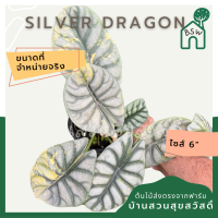 Alocasia variegated Alocasia Silver Dragon Black Velvet Dragon Scale ต้นอโลคาเซียด่าง