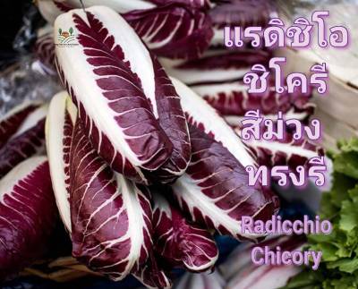 ชิโครีม่วง Radicchio Chicory Purple Seeds ทรงรี เมล็ดพันธุ์ชิโครี บรรจุ 20 เมล็ด ชิโครี