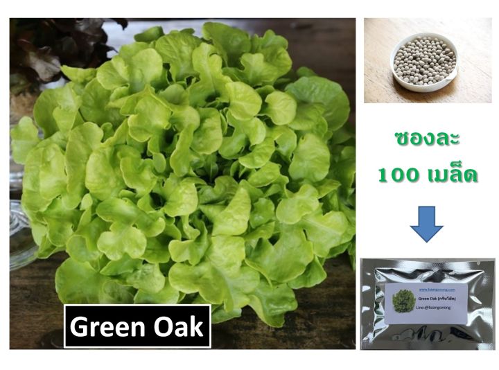 เมล็ดพันธุ์ผักสลัด-green-oak-กรีน-โอ๊ค-ชนิดเคลือบ-100-เมล็ด-ยี่ห้อ-enza-zaden