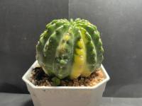 อิชินอปด่าง Echinopsis Variegata