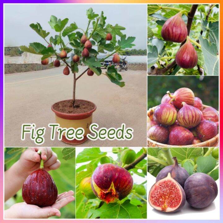 200seeds/pack Rare Fig Tree Seeds for PlantingTropical Ficus Carica