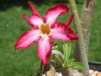 12 เมล็ด เมล็ดพันธุ์ ชวนชม สายพันธุ์ไต้หวัน ดอกชั้นเดียว Adenium Seeds กุหลาบทะเลทราย Desert Rose ราชินีบอนไซ อัตรางอก 80-90% มีคู่มือปลูก