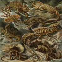 ¤✓♕ Lizard vintage Art ฟิล์มพิมพ์ผ้าไหมโปสเตอร์ Home Wall Decor 24x24inch