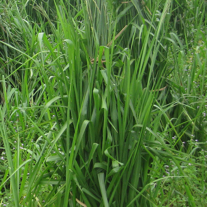 เมล็ดหญ้าพาสพาลัม-paspalum-grass-นำเข้าราคาปลีกส่ง-หญ้าปูสนาม-สนามหญ้า-เมล็ดพันธุ์หญ้า