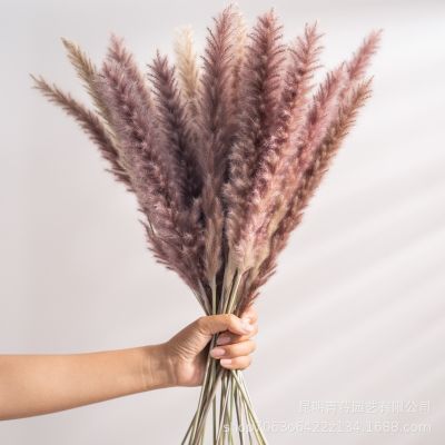 [AYIQ Flower Shop] 30ชิ้น Pampas หญ้าดอกไม้พวง Dekoration ขนาดเล็กกกธรรมชาติแห้ง Phragmites พืชเทียมตกแต่งงานแต่งงานตกแต่งบ้าน