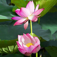 5 เมล็ดพันธุ์ บัว สายพันธุ์ Rosy Clouds Lotus สีชมพู นำเข้าจาก อเมริกา เพาะปลูกและเก็บเมล็ดในไทย ขยายพันธุ์ในไทยได้