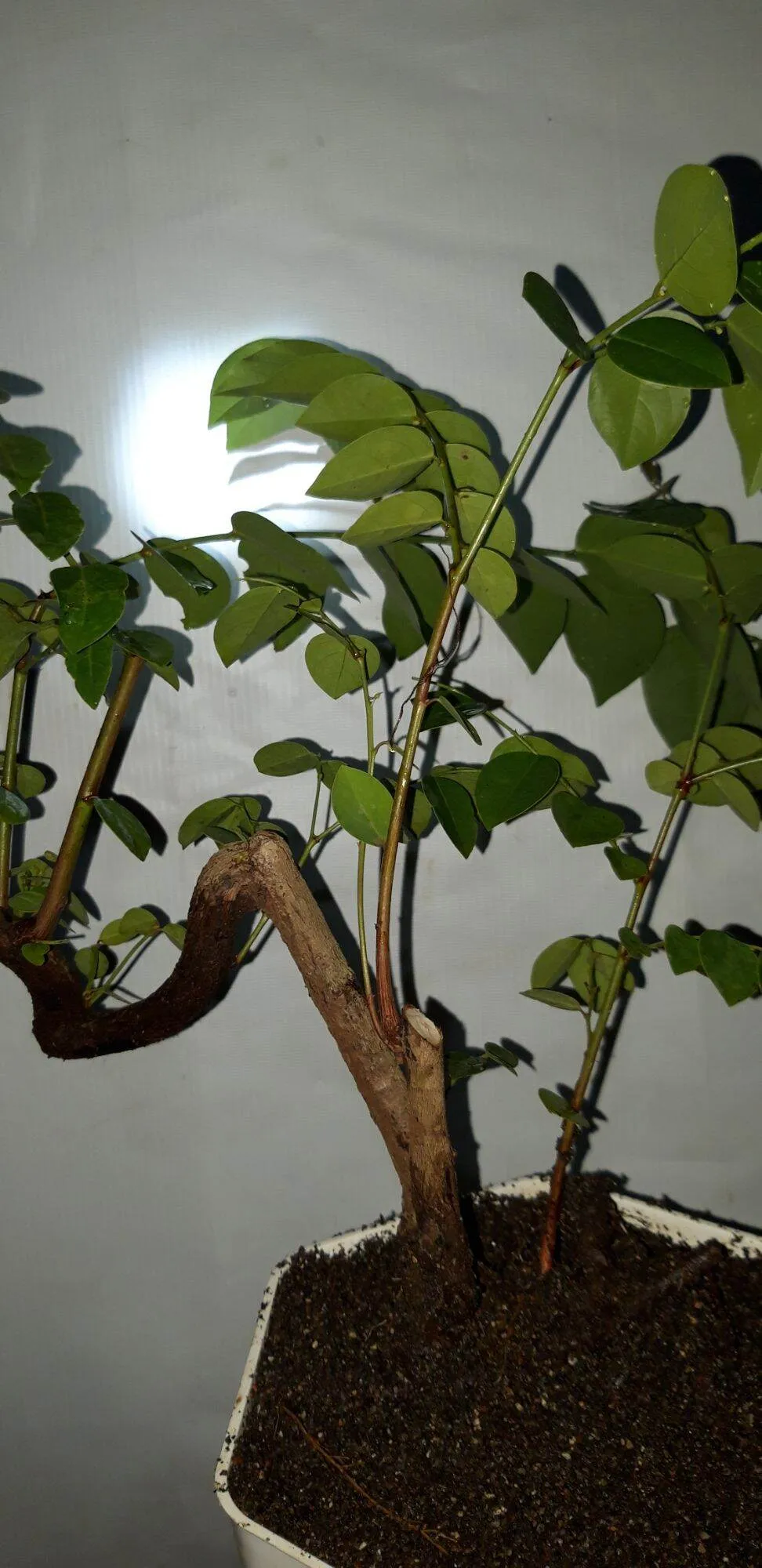 Pulutan bonsai Jual Tanaman