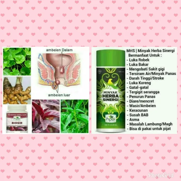 Paket Herbal Ambeien Hni Hpai Ori Bpom Lazada Indonesia