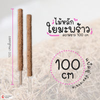 หลักใยมะพร้าว เสายึดไม้เลื้อย ขนาด 100 cm แพ็คคู่ จำนวน 2 ชิ้น