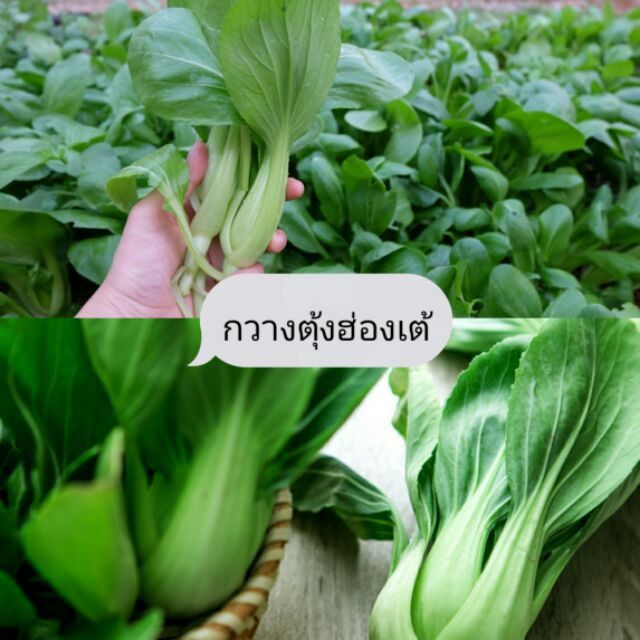 mini-vegetable-set-ชุดเมล็ดผักกินใบ-6-ชนิด-ซื้อ-10-แถม-1-ทันที