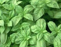 Italian  Large Leaf Sweet Basil (400 seeds) โหระพาใบใหญ่ (400 เมล็ด)