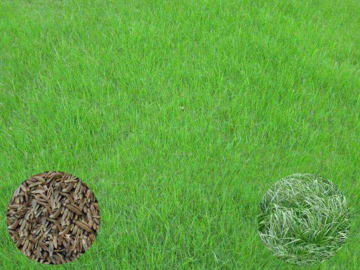 ในสต็อกในประเทศไทย-200-แคปซูลต่อแพ็ค-perennial-green-lawn-grass-seeds-เมล็ดพันธุ์แท้100-เมล็ดพันธุ์-ต้นไม้ประดับ-ไม้ประดับ-เมล็ด-ต้นไม้ตกแต่ง-plants-ของแต่งสวน-แต่งสวน-อุปกรณ์แต่งสวน-อัตราการงอกสูง-ปล