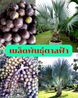 เมล็ดพันธุ์  ต้นตาลฟ้า (Bismarck palm)1 ชุด 50 เมล็ด เป็นเมล็ดใหม่ของปีนี้ 2565