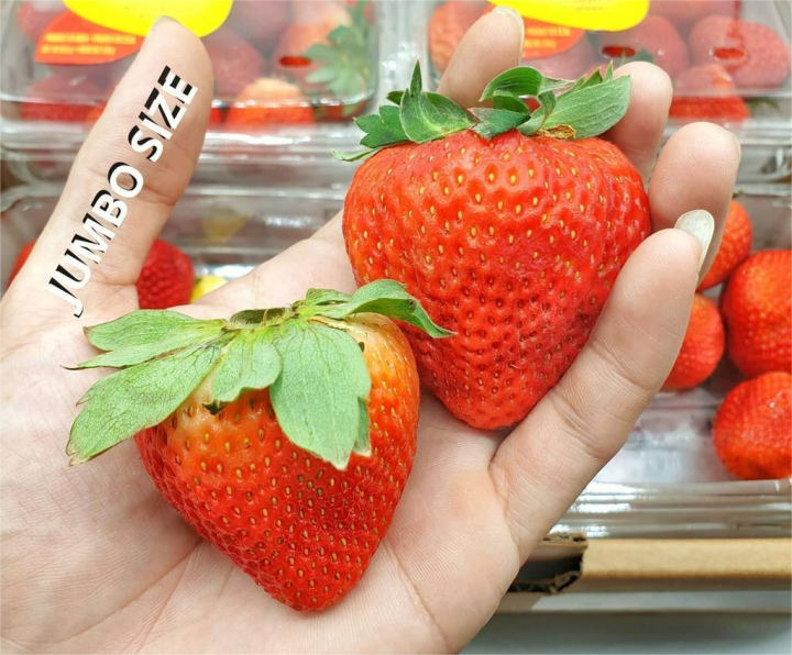 สตอเบอรี่-strawberry-นำเข้าจาก-usa-aus-korea-เกรดพรีเมี่ยม-premium-ราคา-1แพ็ค-250-กรัม