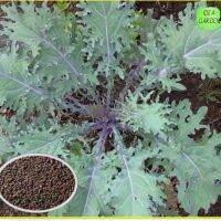 เคลรัสเซียสีแดง - Red Russian Kale