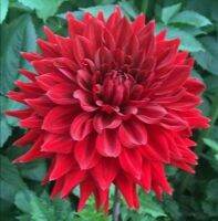 1 หัว/ออเดอร์ รักเร่ Dahlia Bulb สายพันธุ์ Hollyhill Samurai หัวรักเร่ ดอกไม้ หัวหน่อ เหง้า นำเข้า เนเธอร์แลน หัวสดใหม่