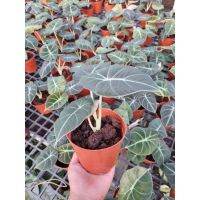 ( Pro+++ ) สุดคุ้ม อโลคาเซีย  แบล็คเวลเวท ( Alocasia black velvet ) ราคาคุ้มค่า พรรณ ไม้ น้ำ พรรณ ไม้ ทุก ชนิด พรรณ ไม้ น้ำ สวยงาม พรรณ ไม้ มงคล