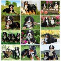 มาใหม่: Puppy Bernese Mountain Dog Artwork, Crystal Beads Art,เหมาะสำหรับตกแต่งบ้านและผู้ที่ชื่นชอบศิลปะ