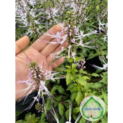 HOT** Cat’s whiskers หญ้าหนวดแมว สมุนไพรรักษาความดัน เบาหวาน นิ่ว ขับสารพิษJava tea/Kidney tea plant ส่งด่วน พรรณ ไม้ น้ำ พรรณ ไม้ ทุก ชนิด พรรณ ไม้ น้ำ สวยงาม พรรณ ไม้ มงคล