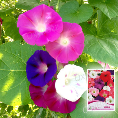 เมล็ดพันธุ์มอร์นิ่งกลอรี่ คละสี ดอกผักบุ้ง 10เมล็ด ผักบุ้งฝรั่ง Morning Glory