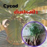 1 หัว ต้นปรงป่า หรือ Cycad ปลูกประดับบ้านใบมีขนาดเล็กคล้ายกับใบของปาล์ม  จัดส่งคละขนาดแบบห่อตุ้ม