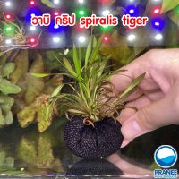 วาบิ คริป Cryptocoryne spiralis tiger พร้อมปลูกต้นไม้น้ำ ต้นไม้น้ำตกแต่งตู้ปลา ***กรุณาอ่านรายละเอียดก่อนสั่งซื้อ***