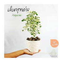 Treeno.9 T88 เล็บครุฑแคระด่าง (Ming Aralia) กระถาง 6 นิ้ว สูง 30-35 ซม. ล๊อตใหม่ ใหญ่ขึ้น ต้นไม้มงคล ไม้พุ่มเตี้ย ทรงสวยต้นเล็ก ใบด่างสวย