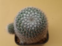 แมมเข็มเงิน หรือแมมมิลาเรีย เข็มเงิน Mammillaria geminispina