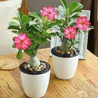 12 เมล็ด เมล็ดพันธุ์ ชวนชม สายพันธุ์ไต้หวัน ดอกสีชมพู Adenium seed กุหลาบทะเลทราย Desert Rose ราชินีบอนไซ เปอร์เซ็นต์การงอก 80-90%