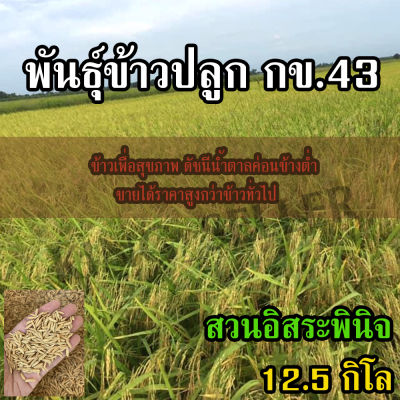 พันธุ์ข้าวปลูก กข43 ข้าวปลูก กข43 ขนาด 12.5 กิโลกรัม