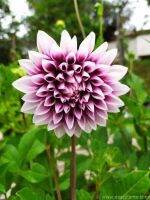 35 เมล็ด เมล็ดพันธุ์ Mystery Dahlia สายพันธุ์ยุโรป ดอกรักเร่ นำเข้าจากอังกฤษ seeds ดอกใหญ่ พร้อมคู่มือปลูก Dahlia seed.