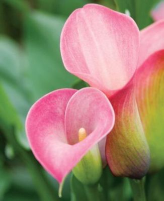 20 เมล็ดพันธุ์ ต้นคาลล่าลิลลี่ คาลล่า ลิลลี่ (Calla Lily) เป็นดอกไม้ ที่แทนสัญลักษณ์แห่งความรัก อัตราการงอก 80-85%