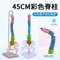 Human spine model 45 cm color spine with pelvic die coccyx femoral bone lumbar professional joints