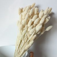 【cw】 20PCS DriedPampasBunchDried Flowers ArtificialWedding BouquetDecoration Accessories