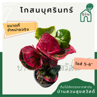 โกสนบุศรินทร์ ส่งพร้อมกระถาง 5-6 นิ้ว สีสวยตลอดปี สีแดงจัด