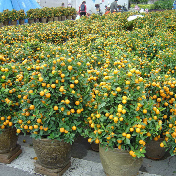 เมล็ดส้มแมนดาริน-ส้มจีน-10เมล็ด