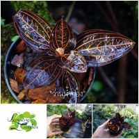 ?ต้น ว่านน้ำทอง ludisia discolor ไม้กระถาง ไม้ใบ ไม้คลุมดิน ไม้ฟอกอากาศ?