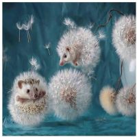 สัตว์ Hedgehog DIY Cross Stitch 11CT เย็บปักถักร้อยชุดเย็บปักถักร้อยชุดหัตถกรรมพิมพ์ผ้าใบผ้าฝ้ายหน้าแรก Wholesale