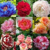 10 เมล็ด เมล็ดโบตั๋น ดอกโบตั๋น ดอกพีโอนี (Peony) คละสี ดอกไม้นี้​เป็นสัญลักษณ์ของความมั่งคั่งร่ำรวย ความซื่อสัตย์ อัตราการงอก 70-80%