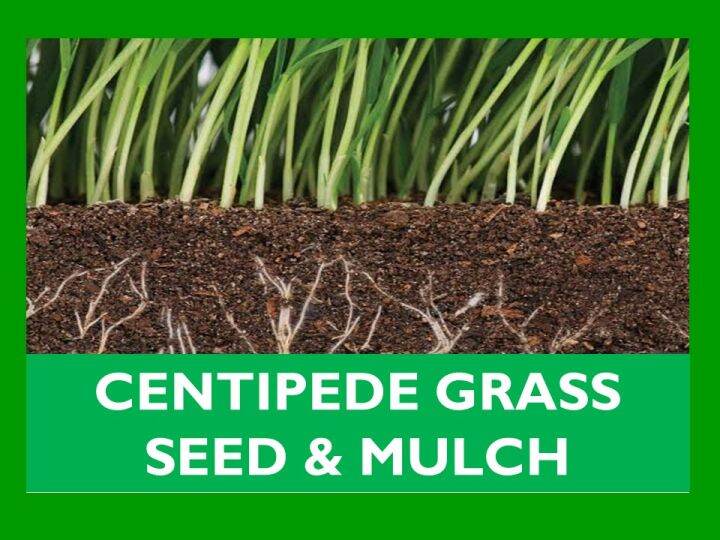 CENTIPEDE GRASS SEED & MULCH Lazada PH