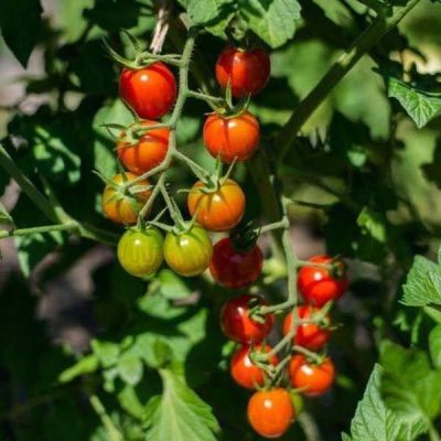 50 เมล็ด เมล็ดมะเขือเทศ สายพันธุ์ มะเขือเทศเชอรี่ ทานสด บอนไซ ของแท้ 100% อัตรางอก 70-80% Tomato Seeds มีคู่มือปลูก ปลูกในกระถางได้ USA Product